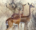 Antilopa žirafí (gerenuk)