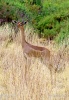 Antilopa žirafí (gerenuk)