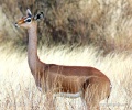 Antilopa žirafí (gerenuk)