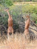 Antilopa žirafí (gerenuk)