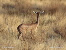 Antilopa žirafí (gerenuk)