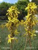 Asfodelka žlutá (Asphodeline lutea)