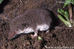 Bělozubka bělobřichá (Crocidura leucodon)