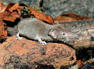 Bělozubka šedá (Crocidura suaveolens)