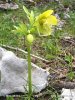 Čemeřice okrouhlolistá (Helleborus cyclophyllus)