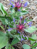 Chrpa chlumní (Centaurea triumfettii)