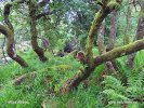 Dartmoorský národní park (<em>UK</em>)