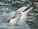 Delfín skákavý