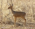 Dikdik Kirkov