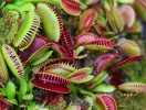 Dionaea muscipula