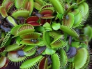 Dionaea muscipula