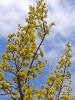 Dřín obecný (Cornus mas)