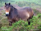Exmoorský národní park - Exmoorský pony (<em>UK</em>)