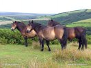 Exmoorský národní park - Exmoorský pony (<em>UK</em>)