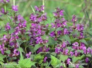 Hluchavka nachová (Lamium purpureum)