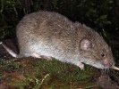 Hraboš močiarný (Microtus agrestis)