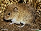 Hraboš polní (Microtus arvalis)