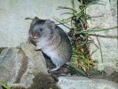 Hraboš sněžný (Chionomys nivalis)