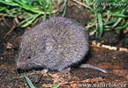 Hrabošík podzemní (Microtus subterraneus)