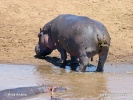 Hroch obojživelný (Hippopotamus amphibius)