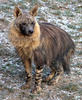 Hyena čabraková