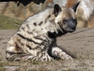 Hyena pásavá (Hyaena hyaena)