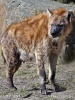 Hyena škvrnitá