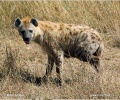 Hyena škvrnitá