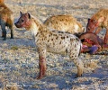 Hyena skvrnitá