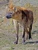 Hyena skvrnitá