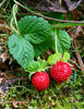 Jahodka indická (Duchesnea indica)