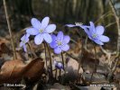 Jaterník podléška (Hepatica nobilis)