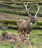 Jelen bělohubý (Cervus albirostris)