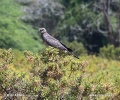 Jestřáb východoafrický (Melierax poliopterus)