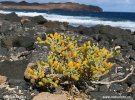 Kaciba bezuchovitá (Zygophyllum fontanesii)