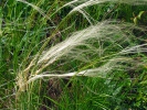 Kavyl Ivanův (Stipa pennata)