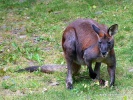 Klokan horský (Macropus robustus)