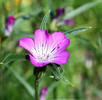 Koukol polní (Agrostemma githago)