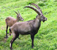 Kozorožec horský (Capra ibex)