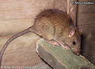 Krysa obecná (Rattus rattus)