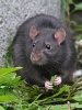 Krysa obecná (Rattus rattus)