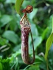 Láčkovka (Nepenthes stenophylla)