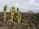 Lanzarote, Kanárské ostrovy (<em>E</em>)