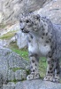 Leopard snežný