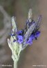 Levandule zpeřená (Lavandula pinnata)