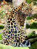 Levhart mandžuský (Panthera pardus orientalis)