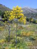 Ločidlo obecné (Ferula communis)