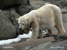 Medveď biely (Ursus maritimus)