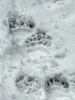 Medvěd hnědý - stopy