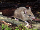 Myšice křovinná